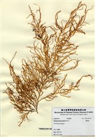 藏品(蠕枝藻)的圖片